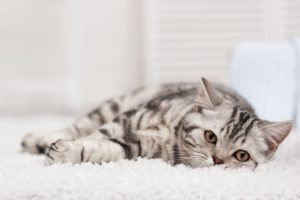 geur kattenpis uit tapijt verwijderen
