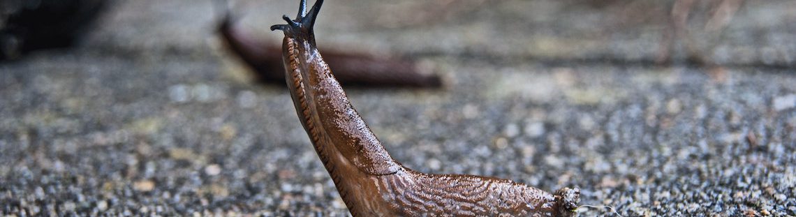 Ecologische tips om slakken te bestrijden