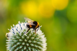 Bijen in je tuin helpen